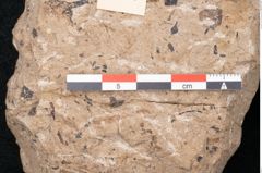 Foto (Detailansicht) von Araucaria sternbergii Goeppert (NHMW-GEO-2024-0188-8297)